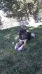 Mia German Shepherd Rescue of the Rockies - Mia