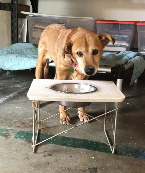 . Phoebe-Hospice Foster! .