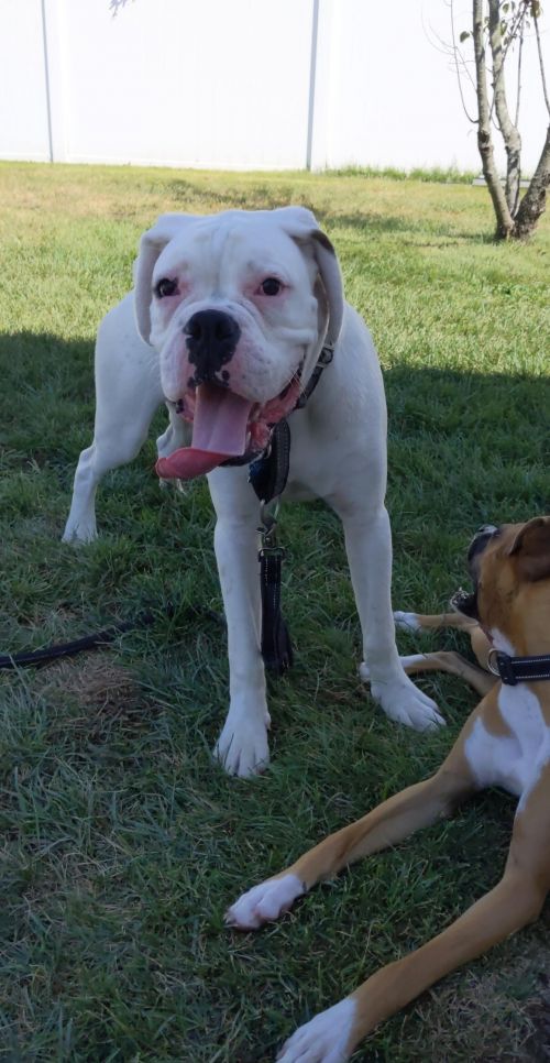 . Tyson - Foster Needed .