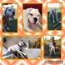 . Tyson - Foster Needed .