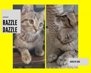 . Razzle Dazzle .