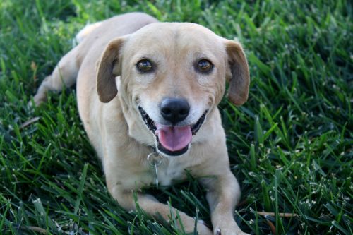 . Liam - Gentle 16 lb. sweetheart! .