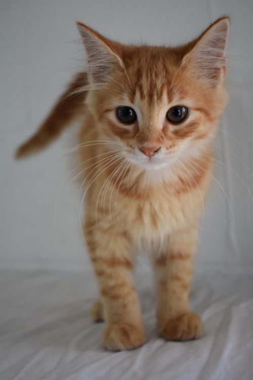 . Cheddar .