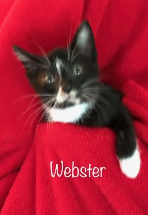 . Webster .