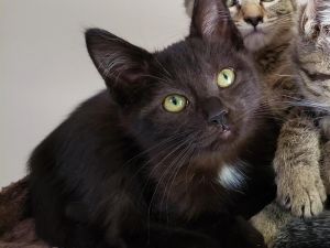 . Oreo (Redfern) .