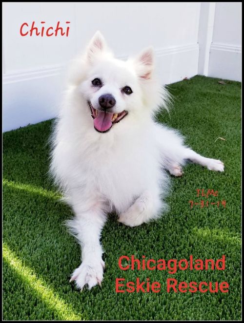 Chi Chi