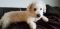 . *Adoption Pending* Riley .