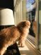 . Ginger .