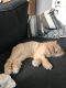 . Ginger .