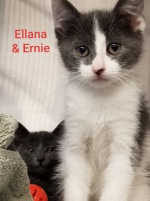 . Eliana & Ernie .