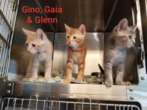 . Gino, Gaia and Glenn .