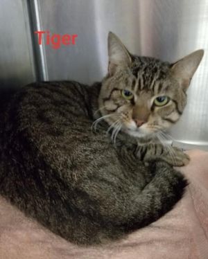 . Tiger .