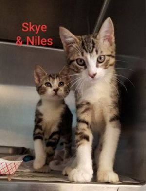 . Skye & Niles .