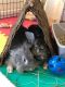 . Gandalf and Radagast .