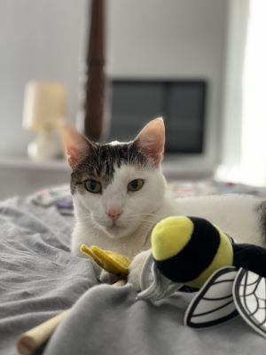 . Miro .