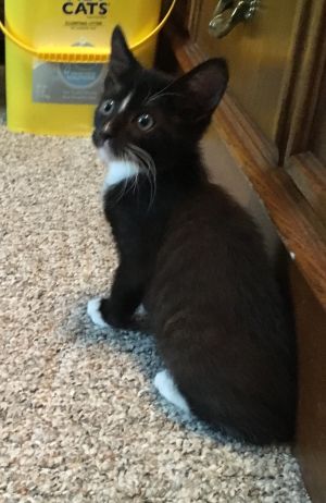 . Archie .