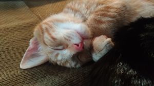 . Archie .