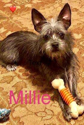 . MILLIE .