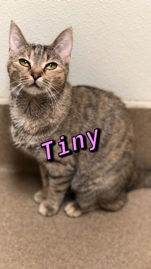 . Tiny - kitten! .