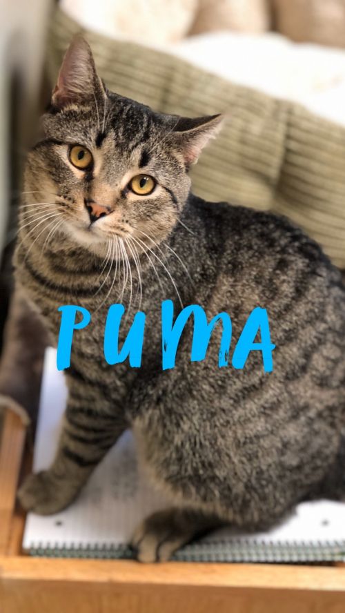 . Puma! .