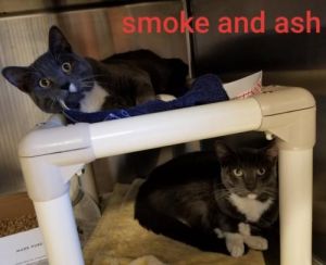 . Smoke & Ash .