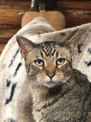 . ***COURTESY LISTING*** Bubba .