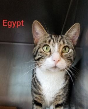 . Egypt .