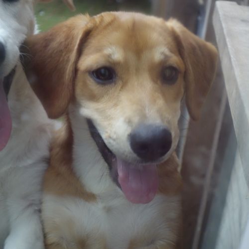 . Whoopie Pie! PUPPY .