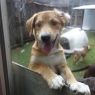 . Whoopie Pie! PUPPY .