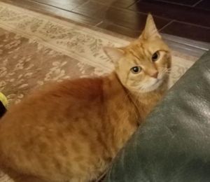 . Suki .