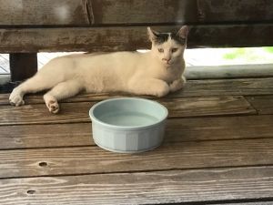 . ***COURTESY LISTINGS*** Tabby & Mr. White .