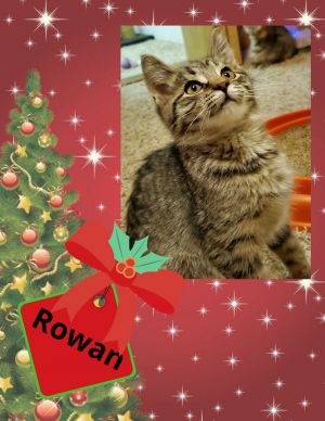 . Rowan .