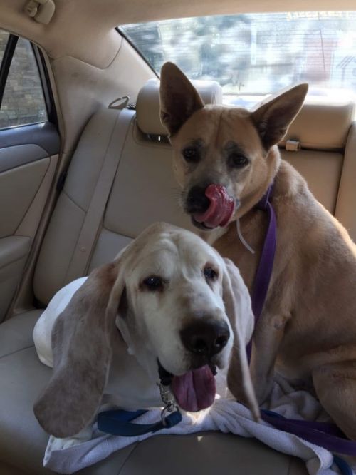 . Fred and Goldie .
