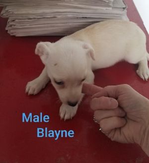 . Blayne .