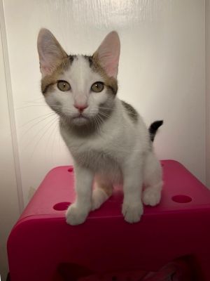 . Dot and Ruby (Courtesy Post) Bonded Boy pair .