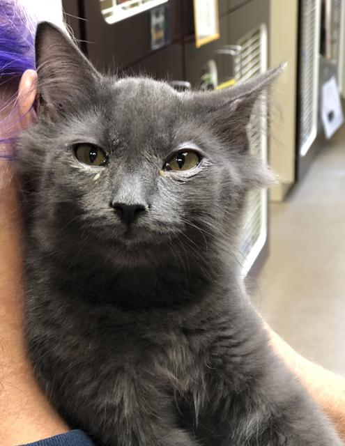 . Fluffer Nutter - kitten! .