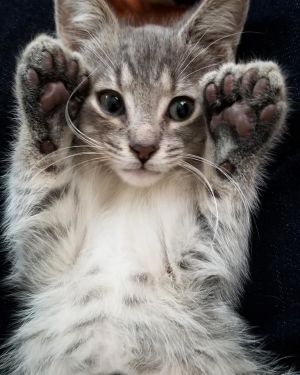. Chickpea .