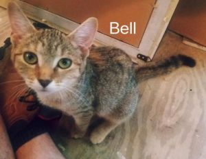 . Bell .