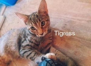 . Tigress .