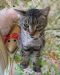 . TinyTim .