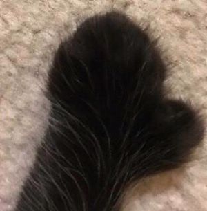 . Mitt .