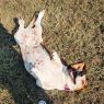 . Daisey .