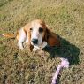 . Daisey .