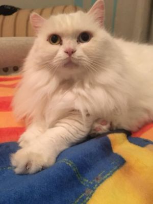 . Gigi .