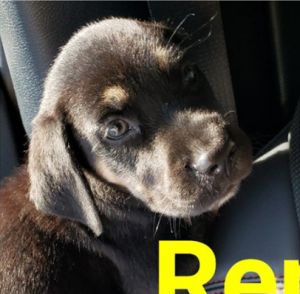 . REMY .
