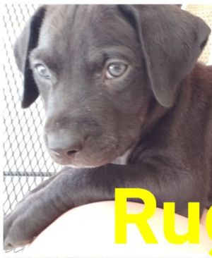 . RUGER .