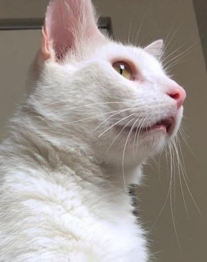 . Mr Finnigan .