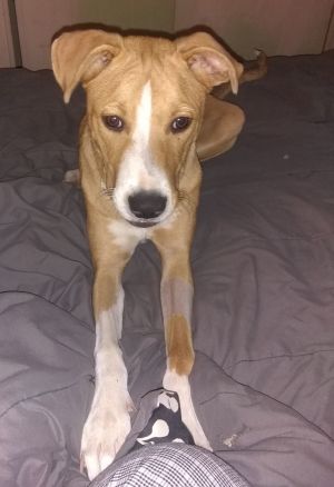 . COCO .