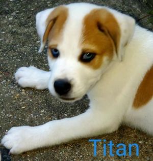 . TITAN .