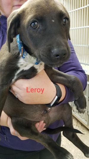 . Leroy .